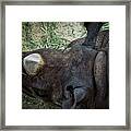 Black Rhino Framed Print