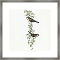 Black-rumped Finch, Estrelda Annulosa Framed Print