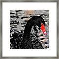 Black Swan Relaxing Framed Print