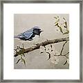 Black-throated Blue Warbler Framed Print