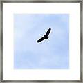 Black Vulture In Flight 01 Framed Print
