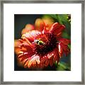 Blanket Flower Bee Framed Print