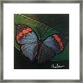 Blessed Butterfly Framed Print