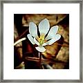 Bloodroot Framed Print