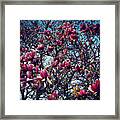 Blooming Magnolias - Heat Effect Framed Print