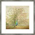 Blooming Peacock In Gold Framed Print