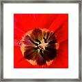 Blooming Red Framed Print