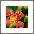 Blooming Sunset Framed Print