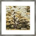 Blooming Tree And Bench Framed Print