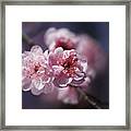 Blossom Pinks And Blue Framed Print