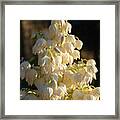 Blossoms Of A Yucca Palm In The Golden Sunlight 1 Framed Print