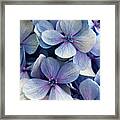 Blue And Purple Hydrangea Flowers Framed Print