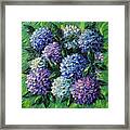 Blue And Purple Hydrangeas Framed Print
