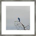 Blue Bird In The Wind 2 Framed Print