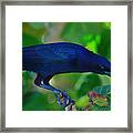 Blue-black Black Bird Framed Print