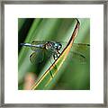 Blue Dasher Dragonfly On Blade Framed Print