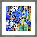 Blue Dutch Iris Framed Print