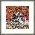 Blue-footed Boobies Courtship Dance Framed Print