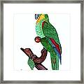 Blue Fronted Parrot Day 5 Challenge Framed Print