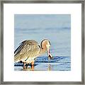 Great Blue Heron With A Fish In The Bill Framed Print