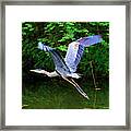 Blue Heron In Flight Framed Print