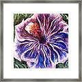 Blue Hibiscus Framed Print
