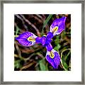 Blue Iris Framed Print