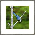 Blue Jay-2 Framed Print