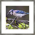 Blue Jay #2995 Framed Print