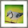 Blue Jay Framed Print