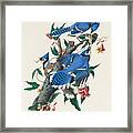 Blue Jay. John James Audubon Framed Print