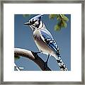 Blue Jay Perched On A Tree Branch. Framed Print