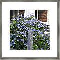 Blue Lace Cap Hydrangea Framed Print