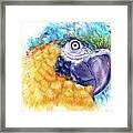 Blue Macaw Framed Print