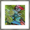 Blue Macaw Preening I Framed Print
