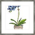 Blue Mystique Orchids In Wood Planter Framed Print