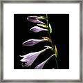 Blue Plantain Lily 2 Framed Print