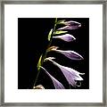 Blue Plantain Lily Framed Print