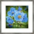 Blue Poppies Framed Print