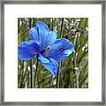 Blue Poppy Framed Print