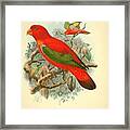 Blue Thighed Lory Framed Print