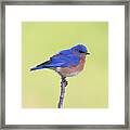 Perched Bluebird 1 Framed Print