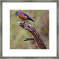 Bluebird At Red Canyon Framed Print