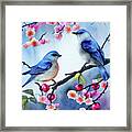 Bluebirds In The Cherry Tree Framed Print