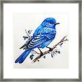 Bluebird's Spirit Framed Print