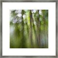 Bohek Forest Framed Print