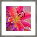 Bold And Pink Oriental Lilies 5 Framed Print