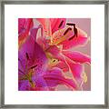 Bold And Pink Oriental Lilies 6 Framed Print