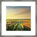Bolgheri Vineyard At Sunset. Tuscany Framed Print