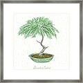 Bonsai Trees - Deodar Cedar Framed Print
